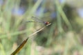 Dragonfly Pose