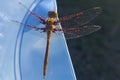 Dragonfly (predator insect) with parasitic mites on the wings color photo.