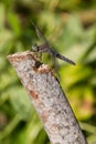 Dragonfly Royalty Free Stock Photo