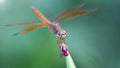 big dragonfly landed on a purple flower, macro photo of this elegant and fragile predator with wide wings and giant faceted eyes