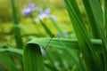 Dragonfly on a purple and yellow iris flower and bud in my garden Royalty Free Stock Photo