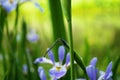 Dragonfly on a purple and yellow iris flower and bud in my garden Royalty Free Stock Photo