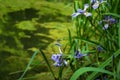 Dragonfly on a purple and yellow iris flower and bud in my garden Royalty Free Stock Photo