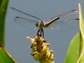 Dragonfly Ready for Take Off