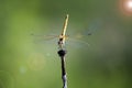 A dragonfly ready to fly