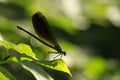 Navy Blue Dragonfly on Leaf