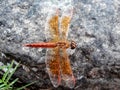 Dragonfly red Beautiful little insect in India