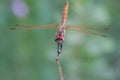 Dragonfly with red and purple eyes on a stick
