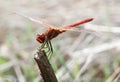 Dragonfly red - Sympetrum striolatum