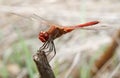 Dragonfly red - Sympetrum striolatum