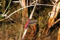 Dragonfly red-veined dropwing -Trithemis arteriosa- sitting on stalk in the sun