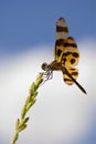 Dragonfly with red wingtips