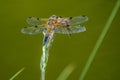 Colorful dragonfly resting on a reed stem.