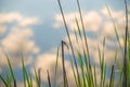 Dragonfly on the reeds near the reservoir and the reflection of tender clouds in the surface of the water