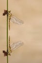 Dragonfly Reflection Royalty Free Stock Photo