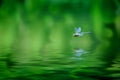 Dragonfly Reflection Royalty Free Stock Photo