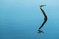 Dragonfly reflection Royalty Free Stock Photo