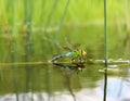 Dragonfly with reflection in the water Royalty Free Stock Photo