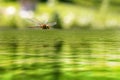 A flying dragonfly reflected on the pond of a Zen garden Royalty Free Stock Photo