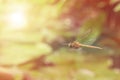 Dragonfly reflection in Zen garden