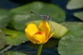 Dragonfly reflects TaiwanÃ¢â¬â¢s national treasure aquatic plants