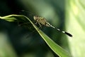 Dragonfly at Rest: The Beauty of a Dragonfly Perched on a Green Leaf