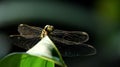 Dragonfly at Rest: The Beauty of a Dragonfly Perched on a Green Leaf