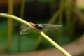 The dragonfly falls on the lotus stem