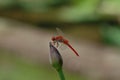 The dragonfly falls on the lotus stem