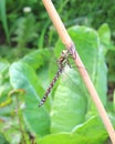 Dragonfly at rest. Royalty Free Stock Photo