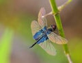 Dragonfly Resting