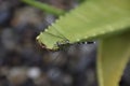 a dragonfly resting on an aloe vera