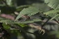 Dragonfly resting on a blackberry leaf