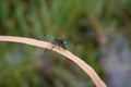 Dragonfly resting on a blade of grass.