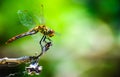 Dragonfly resting on branch Royalty Free Stock Photo