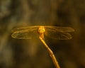 A Dragonfly resting on a branch Royalty Free Stock Photo