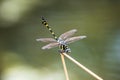 A dragonfly resting on a branch Royalty Free Stock Photo