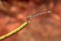 Dragonfly resting on branch with red background Royalty Free Stock Photo