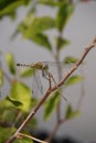 A dragonfly resting on a branch of a tree.