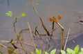 Dragonfly resting on dried brown grass. Royalty Free Stock Photo