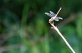 Dragonfly resting on dried brown grass. Royalty Free Stock Photo