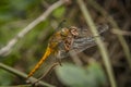 A Dragonfly close-up picture Royalty Free Stock Photo