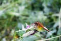 Dragonfly Royalty Free Stock Photo