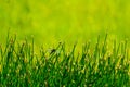 Dragonfly resting on green grass