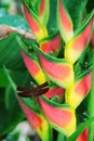 Dragonfly resting on a heliconia flower