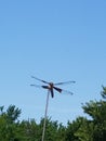 Dragonfly resting on a hot summer day