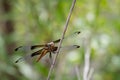 Dragonfly on a Limb in Balcones Canyonland Royalty Free Stock Photo