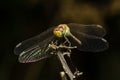 Dragonfly resting