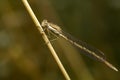 Dragonfly resting