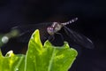 Dragonfly resting on plant Royalty Free Stock Photo